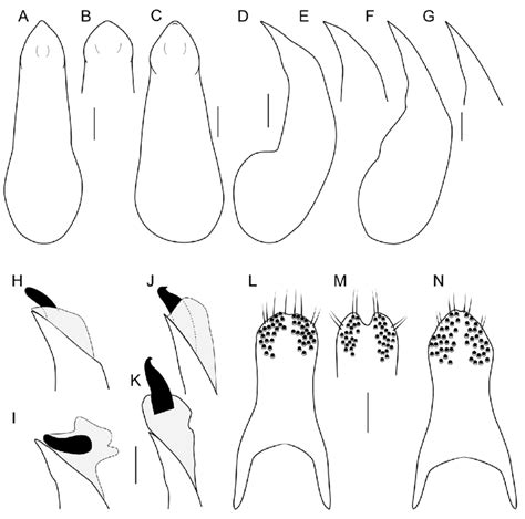 A K Median Lobe Of Aedeagus A C In Ventral View D K In Lateral View H Download Scientific