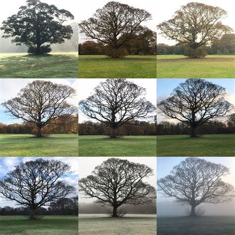 sycamore tree treestory