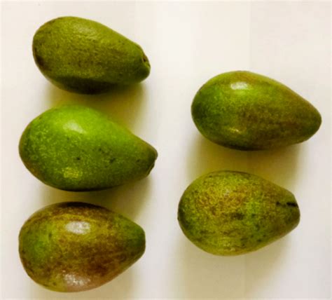 Cómo se diferencia un aguacate criollo de uno Hass