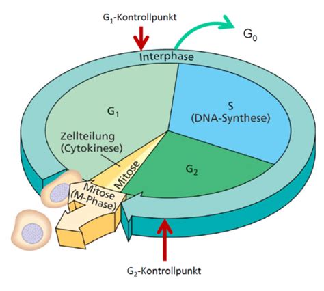 Bio Karteikarten Quizlet