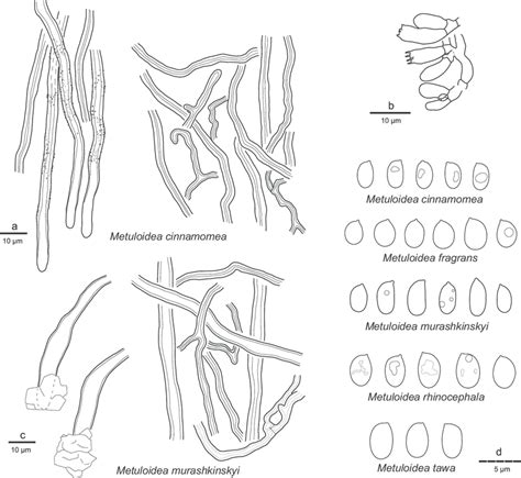 Metuloidea Cinnamomea Holotype — A Tramal Hyphae Encrusted Hyphae