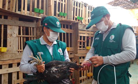 Ica Más de 108 mil aves vacunadas para prevenir enfermedad de