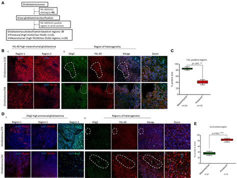 Ykl 40 And Olig2 Positivity Delineates Mesenchymal And Proneural Download Scientific Diagram