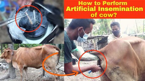 Artificial Insemination Ai Procedure Of Cow গরুর কৃত্রিম প্রজনন