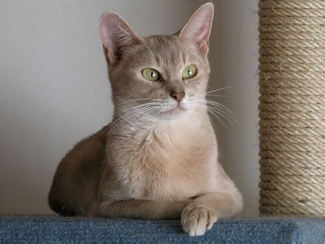 Encyclopedia Of Lilac Abyssinian Cat Breed