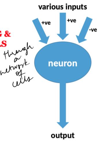 Ionic Basis Of Resting Membrane Potential And Ap Flashcards Quizlet