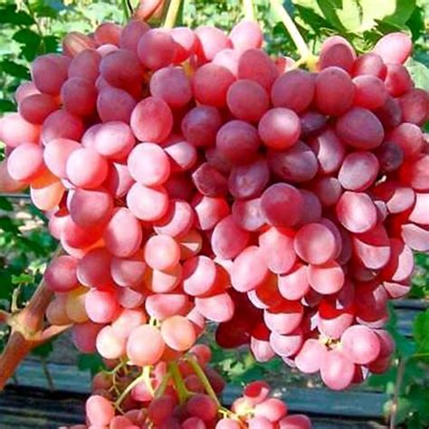 Vitis Einset Seedless Winoro L Doniczka Litry