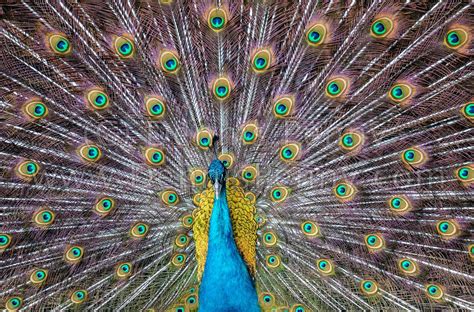 Dunfermline Pittencrieff Park Peacocks 2 Dennis Penny Flickr