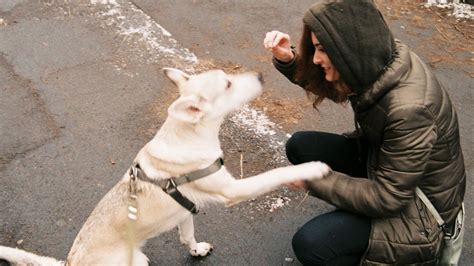 Alles über Violsche Drüse beim Hund Funktion Probleme und