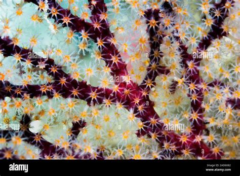 Acanthogorgia Sea Fan Close Up Sea Fans Are Also Known As Gorgonians