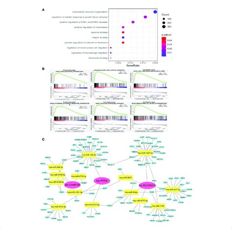 Potential Functions Of The Immune Related Lncrna Signature A Go