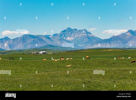 Cattle Ranch In Foothills Of Rocky Mountains Hi Res Stock Photography