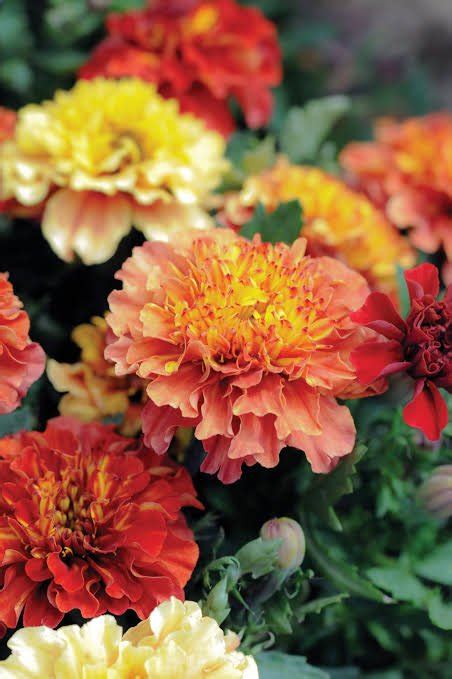 Marigold Strawberry Blonde 20 Seeds Nanthavanathil The Seed To Create Your World