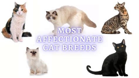 Most Affectionate Cat Breeds 15 Lovey Dovey Cats