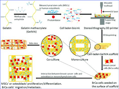 Schematic Diagram Of Direct 3d Bioprinted Cell Laden Bone Matrix As A Download Scientific