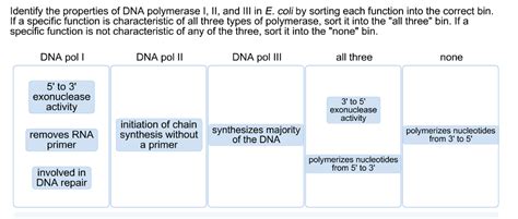 Solved Identify the properties of DNA polymerase I, II, and | Chegg.com