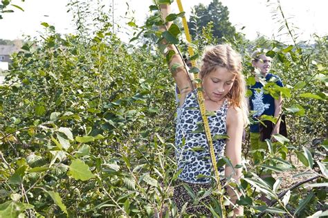 Tiny Forests in towns and cities | UKGBC