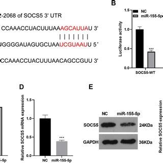 Sgb Dampened Mir P And Upregulated Socs A Rt Pcr Gauged