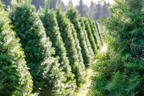 Best Christmas Tree Farms Near Seattle Seattle Met