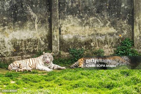 13 Bangabandhu Sheikh Mujib Safari Park Stock Photos High Res Pictures