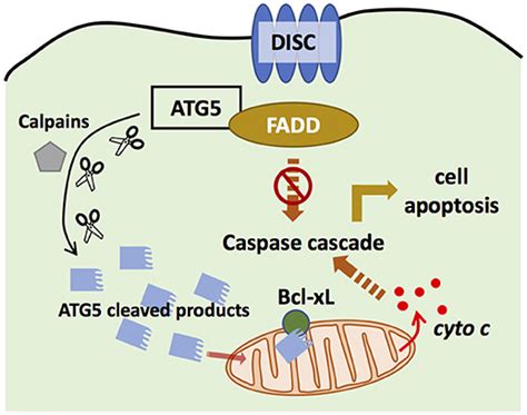 Frontiers Exploring The Role Of Autophagy Related Gene 5 Atg5