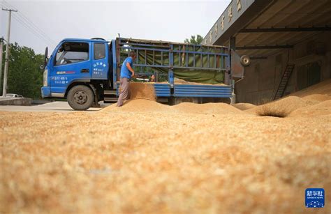 山東6000余萬畝小麥陸續進入收穫期中國網