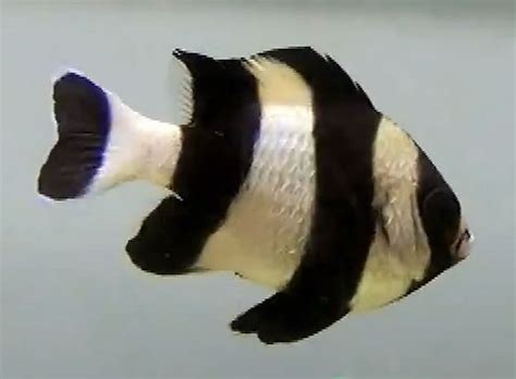 Four Striped Damselfish Dascyllus Melanurus