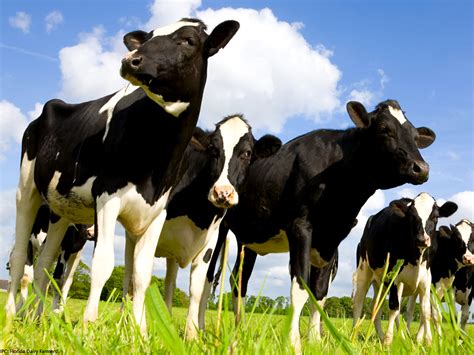Cows get 5G-connected before humans - Editorials - Business Recorder