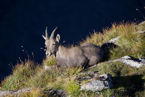 Animals in the Alps of Europe | WanderWisdom