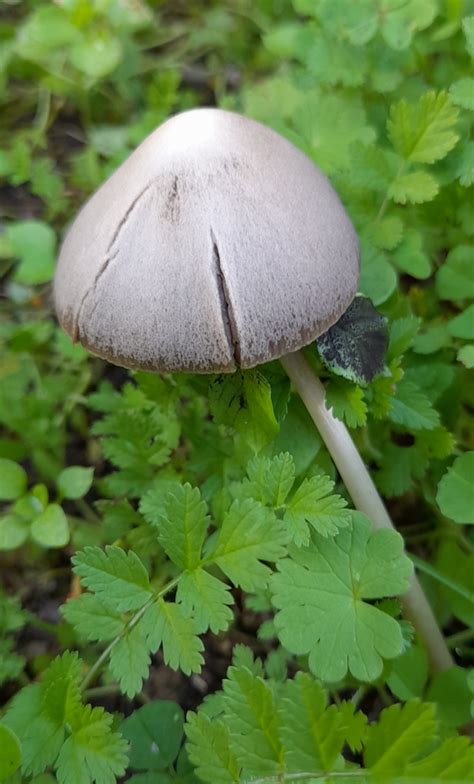 Brittlestems And Allies From Uni O Das Freguesias De Bacelo E Senhora