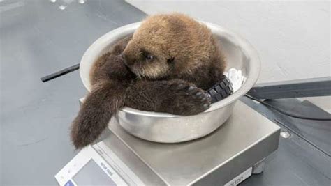 Baby sea otter makes a home at Shedd Aquarium | KABC7 Photos and ...