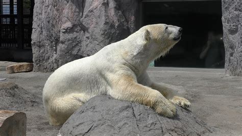 ホッキョクグマ 旭山動物園 2019年6月20日 Youtube