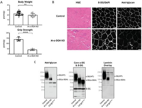 N Terminal Domain On Dystroglycan Enables LARGE1 To Extend Matriglycan