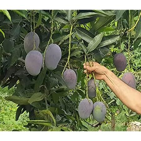 Green View Ambika Mango Live Amba Fruit Plant Grafted Hybrid New