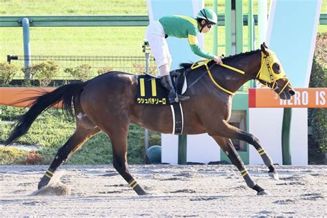 【ブラジルc】ウシュバテソーロが人気に応える 競馬ニュースなら競馬のおはなし