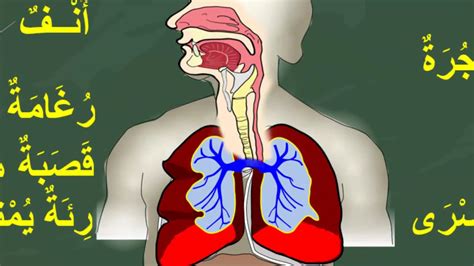 أعضاء الجهاز التنفسي لدى الإنسان المستوى 3 Youtube