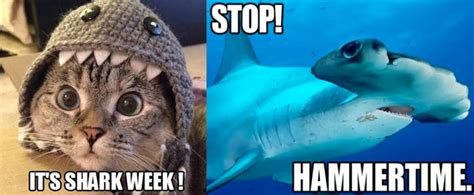 Best Shark Memes | POPSUGAR Tech