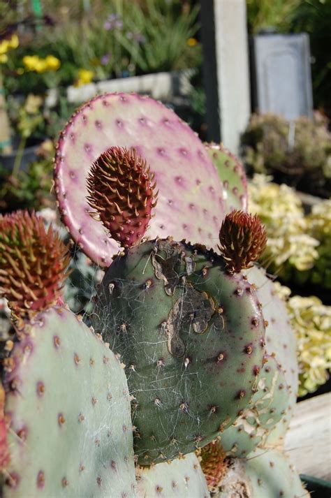 Opuntia Violacea Var Santa Rita Purple Prickly Pear Cactus Shades