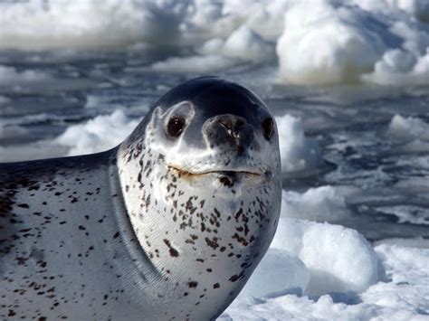 Leopard Seals | All Info & Photos | The Wildlife