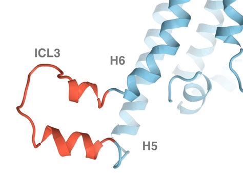 Fig H Structure of modeled ICL3 of β 2 AR The protein loop was