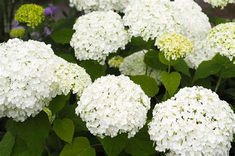 How to Plant And Care for Hydrangea Shrubs