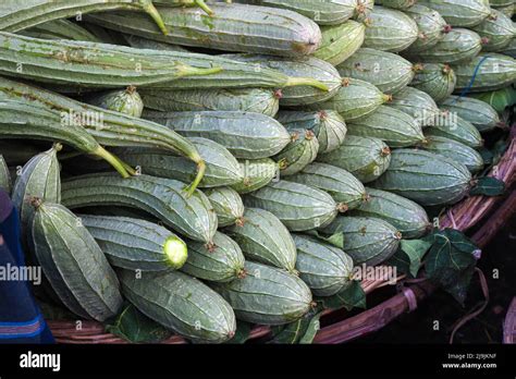 Fresh And Healthy Snake Gourd Stock On Shop Stock Photo Alamy