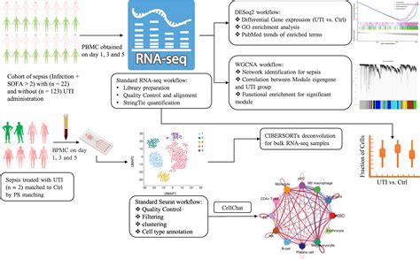 Frontiers Integrated Single Cell And Bulk Rna Seq Analysis Revealed