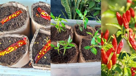 The Best Method Of Planting And Propagating Chili Trees From Chilli