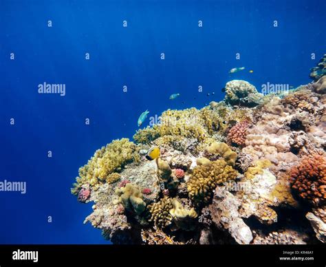 Coral And Fish In The Red Sea Egypt Stock Photo Alamy