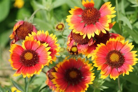 Blanket Flower Gaillardia Seeds — Feed The Bees — San Diego Seed Company