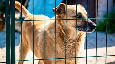 Recicla Sampa Mantenha Os Cachorros Presos Nos Dias Da Coleta Em SP