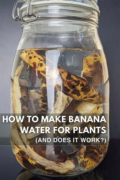 How To Make Banana Water For Plants And Does It Work