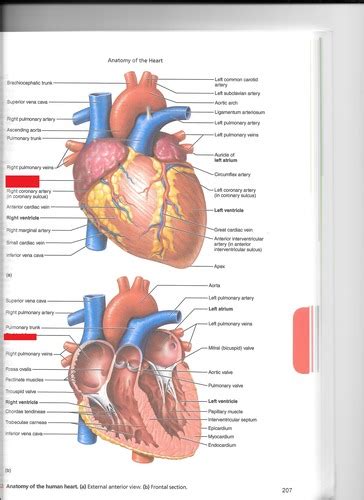 Pulmonary Circulation Flashcards Quizlet