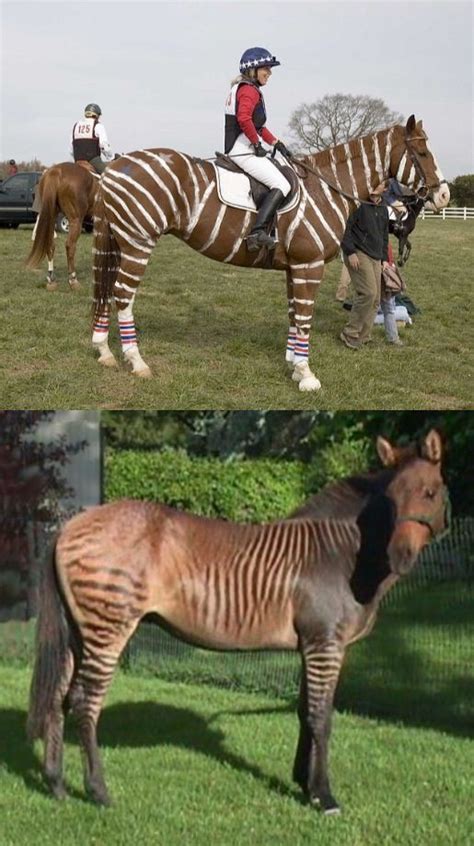 Zorse A Zorse Is The Offspring Of A Zebra And A Horse Strictly A